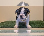 Small Photo #7 English Bulldog Puppy For Sale in HOUSTON, TX, USA