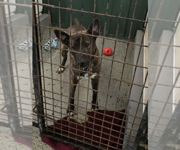 Medium Photo #4 Mutt Puppy For Sale in Osgood, IN, USA