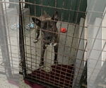 Small #3 Mutt