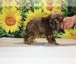 Marbles - Male Poodle (Toy) Puppy for Sale - Photo #35