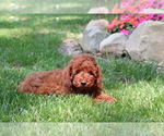 Small Photo #3 Poodle (Miniature) Puppy For Sale in SHILOH, OH, USA