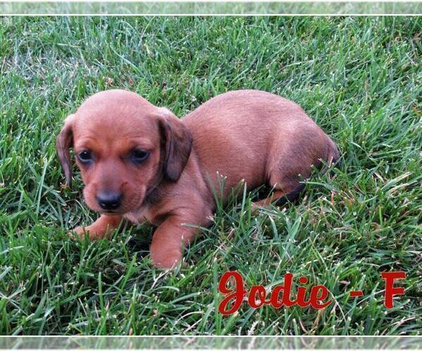 Medium Photo #5 Dachshund Puppy For Sale in NEW HOLLAND, PA, USA