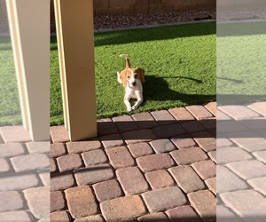Beagle Harrier Puppy for sale in LAS VEGAS, NV, USA