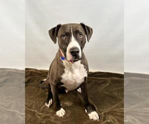 American Pit Bull Terrier-Unknown Mix Dogs for adoption in Fort Collins, CO, USA