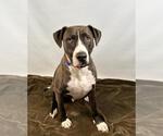Small American Pit Bull Terrier Mix