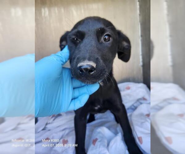 Medium Photo #1 Labrador Retriever-Unknown Mix Puppy For Sale in San Antonio, TX, USA
