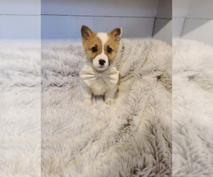 Pembroke Welsh Corgi Puppy for sale in INDIANAPOLIS, IN, USA