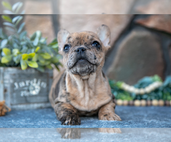 Medium Photo #19 French Bulldog Puppy For Sale in MILLERSBURG, OH, USA