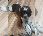 Small #1 Cocker Spaniel