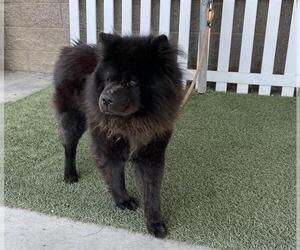Chow Chow Dogs for adoption in Modesto, CA, USA