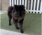 Small Chow Chow