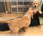 Small #13 Golden Retriever