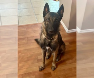 German Shepherd Dog Dogs for adoption in SAN ANTONIO, TX, USA