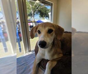 REVA - Female Labrador Retriever-Unknown Mix Dog for Adoption