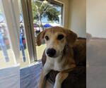REVA - Female Labrador Retriever-Unknown Mix Dog for Adoption - Small photo
