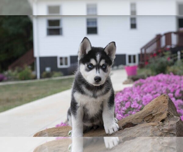 Medium Photo #12 Pomsky Puppy For Sale in FRESNO, OH, USA