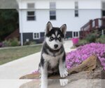 Puppy 6 Pomsky