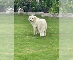 Small #8 Great Pyrenees