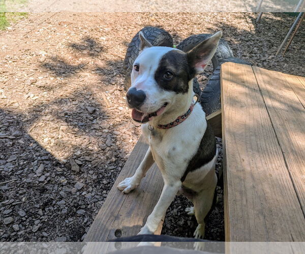 Medium Photo #4 Mutt Puppy For Sale in McCormick, SC, USA