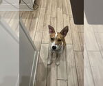 Small #2 Australian Cattle Dog Mix
