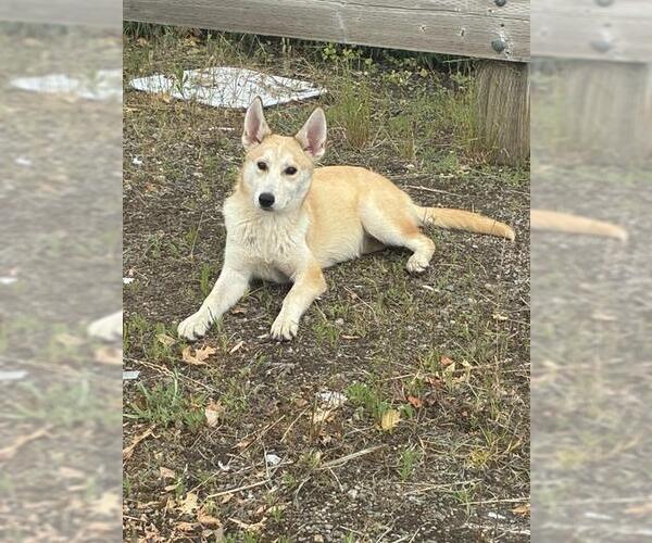 Medium Photo #1 German Shepherd Dog Puppy For Sale in Stockton, CA, USA