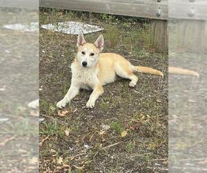 German Shepherd Dog Dogs for adoption in Stockton, CA, USA
