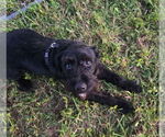 Small #2 Mutt