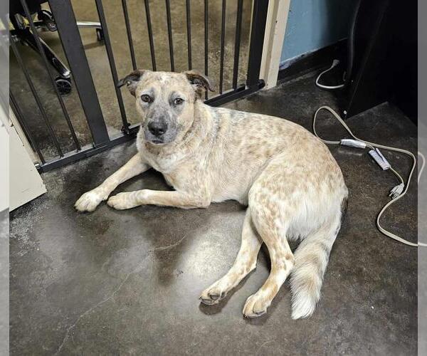 Medium Photo #1 Red Heeler-Unknown Mix Puppy For Sale in Rockwall, TX, USA