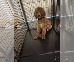 Poodle (Standard) Puppy for sale in HARRISON TOWNSHIP, MI, USA