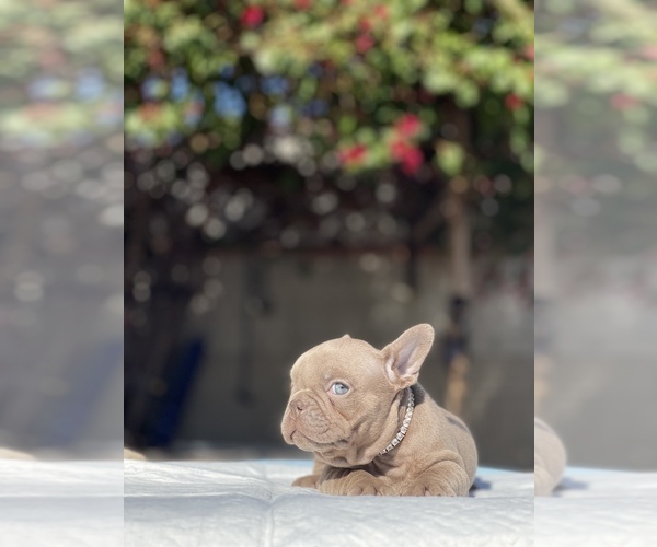 Full screen Photo #14 French Bulldog Puppy For Sale in LOS ANGELES, CA, USA