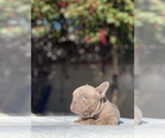 Small Photo #14 French Bulldog Puppy For Sale in LOS ANGELES, CA, USA