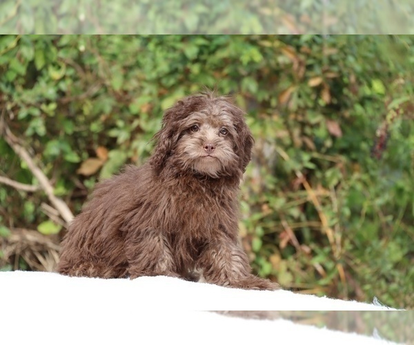 Medium Photo #23 ShihPoo Puppy For Sale in DYERSBURG, TN, USA