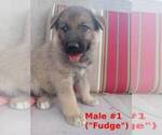 Small #6 German Shepherd Dog-Siberian Husky Mix