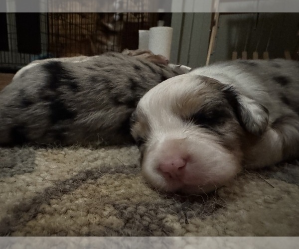 Medium Photo #4 Aussie-Corgi Puppy For Sale in ESPERANCE, NY, USA