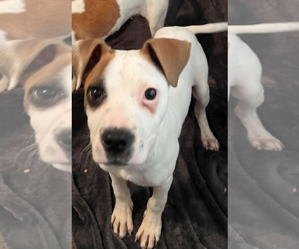 Medium Photo #6 Boxer Puppy For Sale in Burnsville, MN, USA