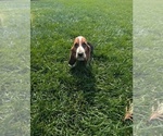 Small #3 Basset Hound
