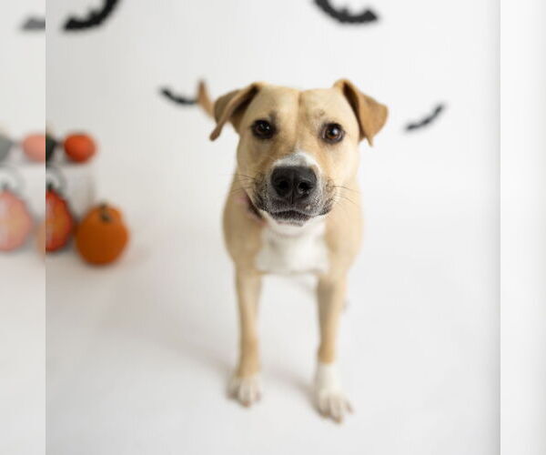 Medium Photo #45 American Pit Bull Terrier-Unknown Mix Puppy For Sale in Fargo, ND, USA