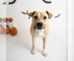 Small #44 American Pit Bull Terrier Mix