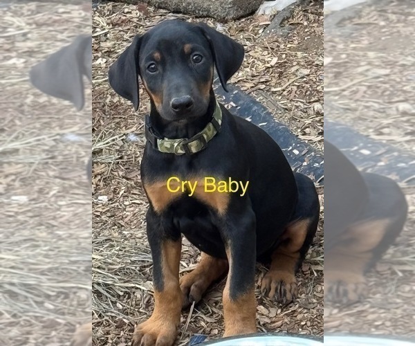 Medium Photo #3 Doberman Pinscher Puppy For Sale in RICHMOND, VA, USA