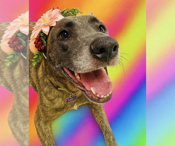 Medium Photo #14 Catahoula Leopard Dog-Labrador Retriever Mix Puppy For Sale in Houston, TX, USA