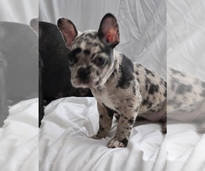 French Bulldog Puppy for sale in SCHERERVILLE, IN, USA