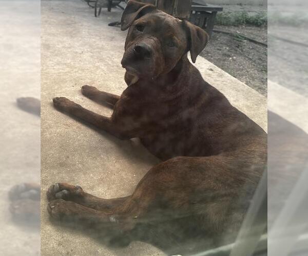 Medium Photo #2 American Staffordshire Terrier-Unknown Mix Puppy For Sale in San Antonio, TX, USA