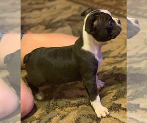 Boston Terrier Puppy for sale in PORT LAVACA, TX, USA