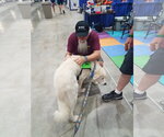 Small #46 Chow Chow-Great Pyrenees Mix