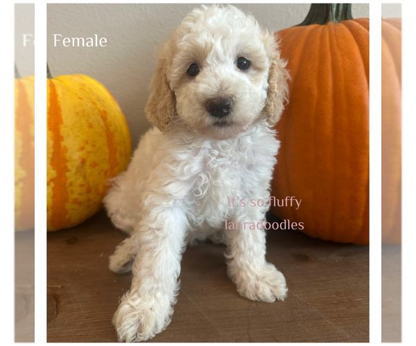 Medium Photo #3 Miniature Labradoodle Puppy For Sale in GROVELAND, FL, USA