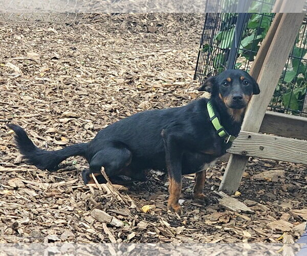 Medium Photo #8 Miniature Pinscher Puppy For Sale in Bloomingdale, NJ, USA