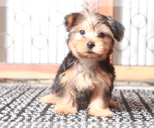 Yorkshire Terrier Puppy for sale in NAPLES, FL, USA