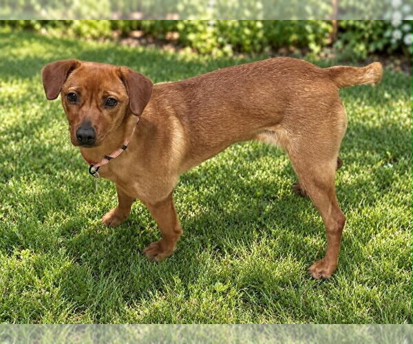 Medium Photo #2 Mutt Puppy For Sale in Springdale, PA, USA