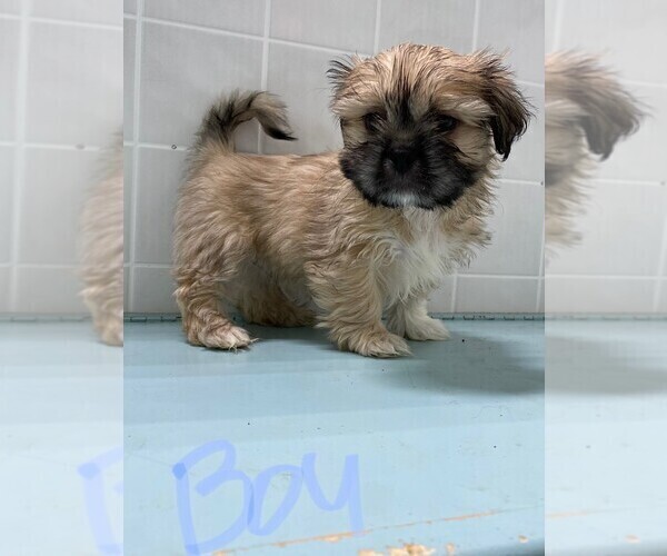 Medium Photo #1 Shih Tzu Puppy For Sale in CLARE, IL, USA