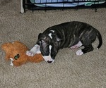 Small #1 American Pit Bull Terrier